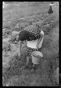 [Untitled photo, possibly related to: Spanish-American FSA (Farm Security Administration) client picking chili peppers in her garden, Taos County, New Mexico] by Russell Lee