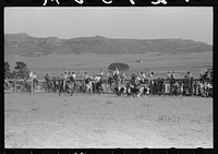 Cowboys driving cows down rodeo grounds, Bean Day, Wagon Mound, New Mexico by Russell Lee
