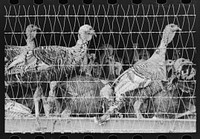 Turkeys in pen, poultry cooperative, Brownwood, Texas by Russell Lee