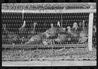 Turkeys in pen, poultry cooperative, Brownwood, Texas by Russell Lee