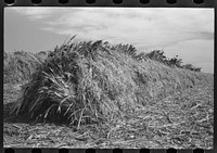 [Untitled photo, possibly related to: Large stack of kaffir corn to be used for feed for cows at dairy. Tom Green County, near San Angelo, Texas] by Russell Lee