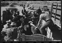 [Untitled photo, possibly related to: Checking in a truckload of cattle at stockyards, San Angelo, Texas] by Russell Lee