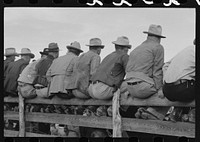 West Texans sitting on fence at horse auction, Eldorado, Texas by Russell Lee