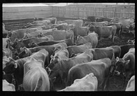 Jersey cows at dairy, Tom Green County, near San Angelo, Texas by Russell Lee