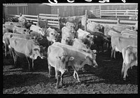 Jersey cows at dairy, Tom Green County, near San Angelo, Texas by Russell Lee