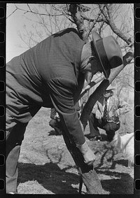 [Untitled photo, possibly related to: San Angelo, Texas. FSA (Farm Security Administration) supervisor demonstrating the best method of pruning] by Russell Lee