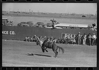 Cowboy being thrown from bucking horse during the rodeo of the San Angelo Fat Stock Show, San Angelo, Texas by Russell Lee
