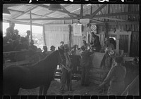 [Untitled photo, possibly related to: Auctioning a horse at west Texas stockyards, San Angelo, Texas] by Russell Lee