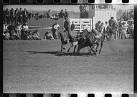 [Untitled photo, possibly related to: "Wild steer wrestling" at the rodeo of the San Angelo Fat Stock Show, San Angelo, Texas. Two cowboys ride the wild steer between them before one of them dismounts to bulldog the steer] by Russell Lee