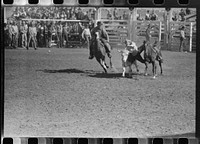 "Wild steer wrestling" at the rodeo of the San Angelo Fat Stock Show, San Angelo, Texas by Russell Lee