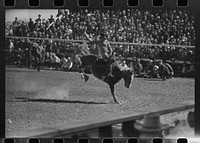 [Untitled photo, possibly related to: Fancy riding demonstration at the rodeo of the San Angelo Fat Stock Show, San Angelo, Texas] by Russell Lee