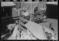 [Untitled photo, possibly related to: Goats on ranch of rehabilitation borrower in Kimble County, Texas] by Russell Lee