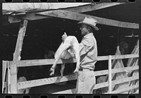 [Untitled photo, possibly related to: Herding goats into shearing pen on the ranch of a rehabilitation borrower in Kimble County, Texas] by Russell Lee