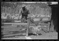 Separating goats to be shown from these which will wait until later, ranch of rehabilitation borrower in Kimble County, Texas by Russell Lee