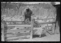 [Untitled photo, possibly related to: Separating goats to be shown from these which will wait until later, ranch of rehabilitation borrower in Kimble County, Texas] by Russell Lee