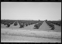Citrus orchard, Maricopa County, Arizona by Russell Lee