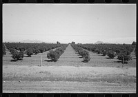 [Untitled photo, possibly related to: Citrus orchard, Maricopa County, Arizona] by Russell Lee