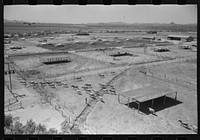Dairy cattle and shelters at the Casa Grande Valley Farms, Pinal County, Arizona by Russell Lee