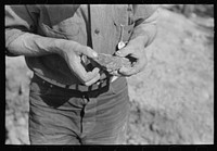 [Untitled photo, possibly related to: Piece of ore in hand of prospector, Pinos Altos, New Mexico] by Russell Lee