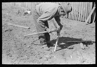 Faro Caudill making posts for his tent in which the family will live while the dugout is being rebuilt near the well. Pie Town, New Mexico by Russell Lee