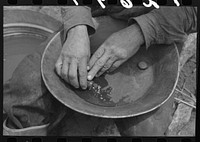 Pouring mercury from small tube into pen which contains flour gold mixed with the natural dirt. Process for removing this flour gold is described in caption 12693-M5. Pinos Altos, New Mexico by Russell Lee