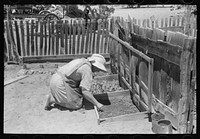 Mrs. Hutton works in her seedbed. Pie Town, New Mexico by Russell Lee