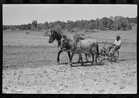 [Untitled photo, possibly related to: Faro Caudill planting beans, Pie Town, New Mexico] by Russell Lee