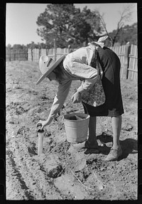 Mrs. Caudill pouring water into holes before setting out cabbage plants, Pie Town, New Mexico by Russell Lee