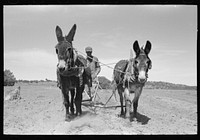 [Untitled photo, possibly related to: Jack Whinery plowing with burros and homemade plow. Pie Town, New Mexico] by Russell Lee