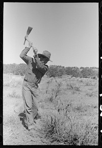 Faro Caudill grubbing out rabbit brush. Pie Town, New Mexico by Russell Lee