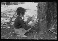 [Untitled photo, possibly related to: Josie Caudill getting resin from pinon tree for chewing gum. Pie Town, New Mexico] by Russell Lee