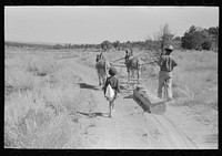 [Untitled photo, possibly related to: Dragging log from old dugout to be used in building new dugout, Pie Town, New Mexico] by Russell Lee