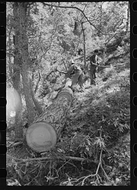 [Untitled photo, possibly related to: Felled tree which has been cut into logs for making ties. Pie Town, New Mexico] by Russell Lee