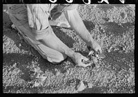 [Untitled photo, possibly related to: Farmer examining bean plant, Pie Town, New Mexico] by Russell Lee