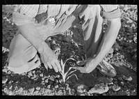 [Untitled photo, possibly related to: Farmer examining corn plant, Pie Town, New Mexico] by Russell Lee