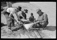 [Untitled photo, possibly related to: Spanish-American farmer scraping hair from slaughtered hog. Chamisal, New Mexico] by Russell Lee