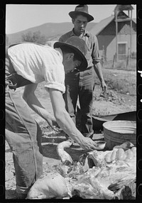 Spanish-American farmer dipping blood out of cavity in slaughtered hog. Chamisal, New Mexico by Russell Lee