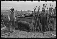 [Untitled photo, possibly related to: FSA (Farm Security Administration) cooperative boar, Box Elder County, Utah] by Russell Lee