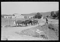 Tending cows. Chamisal, New Mexico by Russell Lee