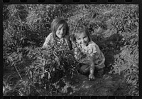 Children of farmers in chili pepper field, Concho, Arizona by Russell Lee