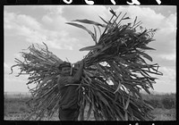 Mormon farmer carrying cane to crusher, Ivins, Washington County, Utah by Russell Lee