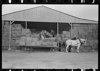Visalia, California. Members of Mineral King Cooperative Farm unloading hay by Russell Lee