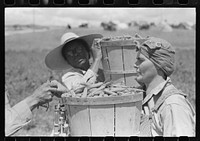 Pea pickers bring in hampers of peas, Nampa, Idaho. by Russell Lee