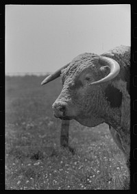 [Untitled photo, possibly related to: Bull's head. Cruzen Ranch, Valley County, Idaho] by Russell Lee