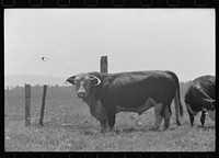 Bull. Cruzen Ranch, Valley County, Idaho by Russell Lee