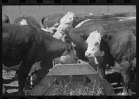 Yearling steers at salt trough on Cruzen Ranch, Valley County, Idaho. Note that the design of the trough discourages the cattle from staying at the trough except when eating the salt by Russell Lee