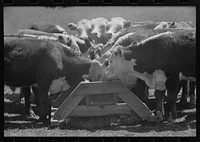 Yearling steers at salt trough on Cruzen Ranch, Valley County, Idaho. Note that the design of the trough discourages the cattle from staying at the trough except when eating the salt by Russell Lee