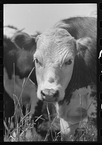 [Untitled photo, possibly related to: Yearling, Cruzen Ranch, Valley County, Idaho] by Russell Lee