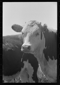 Yearling steer. Cruzen Ranch, Valley County, Idaho by Russell Lee