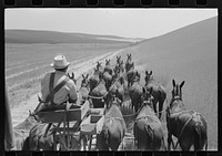 Walla Walla County, Washington. Farmer and the mules which pull the combine through the wheat fields by Russell Lee